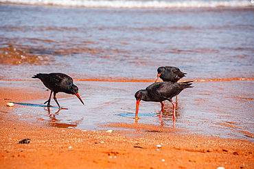 Black Oystercatcher Digging in Orange Sand for Food Near Shoreline at Abel Tasman National Park, New Zealand
