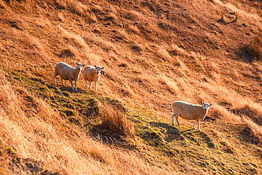 Three Sheep Standing in Evening Light on Dry Grassy Hill Near D’Urville Island Viewpoint, Marlborough, New Zealand