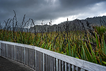 Boardwalk Through Native Flax Overlooking Pancake Rocks at Paparoa National Park, New Zealand