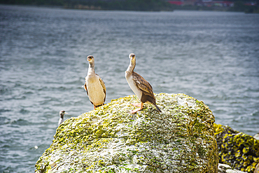 Two Paradise Shelducks Perched on Mossy Rock by Coastal Lagoon in South Island, New Zealand