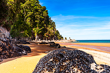 Golden Sand Beach with Mussel-Covered Rocks and Lush Native Bush, Abel Tasman National Park, New Zealand