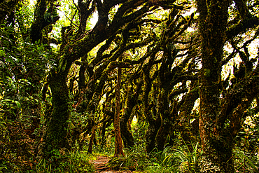 Tropical plants deep in a lush overgrown forest, Jungle of Mount Taranaki, North Island, New Zealand, Pacific