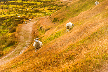 Sheep Following Worn Trail Along Curved Hillside in Pastoral New Zealand Landscape