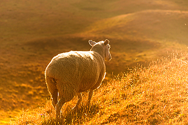 Backlit Sheep on Grassy Slope Glowing in Golden Hour Light, Rural New Zealand