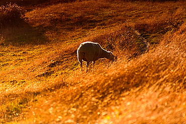 Single Sheep Grazing on Golden Hillside in Morning Light, New Zealand Countryside