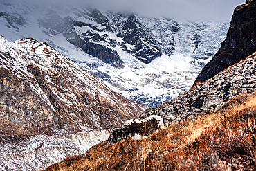Lone yak framed against glaciated cliffs and snowy slopes near Kyanjin Gompa, Langtang region, central Himalayas of Nepal