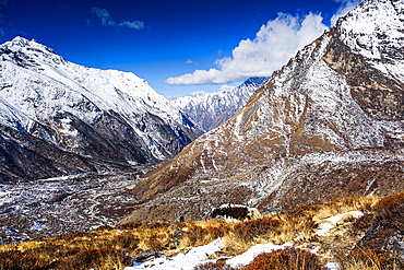 Yak grazing on sunlit ridge overlooking snow-covered Langtang Valley, with towering Himalayan peaks near Kyanjin Gompa, Nepal