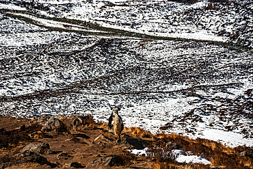 Solitary yak stands in the snowy landscape of Langtang Valley near Kyanjin Gompa, surrounded by windswept grasses and mountain paths
