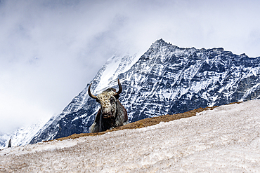 Majestic yak standing proudly on snow-covered ridge beneath towering peaks in Langtang Valley near Kyanjin Gompa, Nepal Himalayas. Wall of Lantang Lirung behind