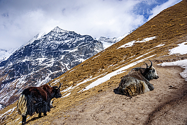 Resting Yaks Below the Majestic Flanks of Langshisa Ri as Seen from Kyanjin Ri Summit in Nepal’s Langtang Himalayas
