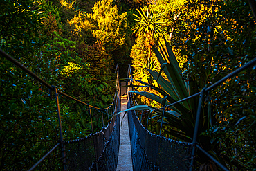 Suspension bridge through a warm illuminated tropical forest, the Rainforest biome of Mount Taranaki, North Island, New Zealand, Pacific