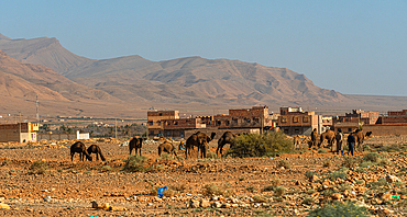 Camels grazing on rocky terrain with traditional houses and Anti-Atlas mountains in the background near Errachidia, Morocco