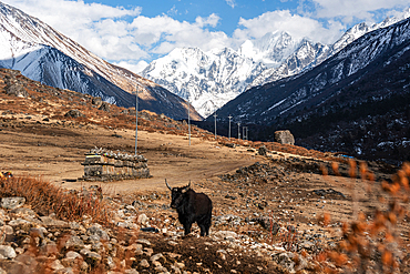 Yak roaming in high-altitude pasture framed by snow-capped peaks of Langtang Valley, Nepal