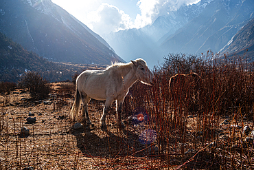 Sunlit white horse standing on rugged Himalayan terrain with dramatic cloud-lit peaks in Langtang Valley, Nepal