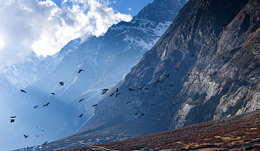 Flock of birds soaring over dramatic cliffs and high peaks of Langtang Valley, Nepal under cloudy Himalayan skies