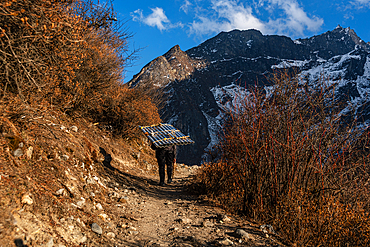 Porter carrying heavy load along rugged mountain path lined with autumn shrubs in Langtang Valley, Nepal