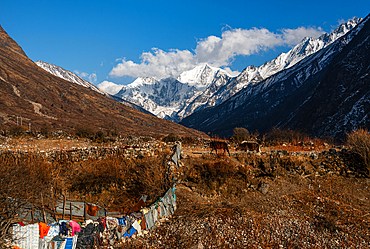Stone wall lined with colorful cloths, grazing yaks on dry alpine terrain, with snow-covered Gangchempo peak rising in the background of Langtang Valley, Nepal