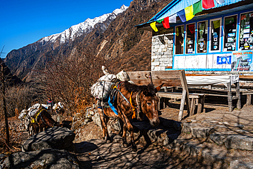Pack mules loaded with goods walking past a tea house decorated with prayer flags, snowy Langtang mountain range in the background