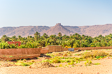 Lush date palm oasis surrounded by desert hills near Erfoud, Morocco, with distinctive conical mountain rising in the background