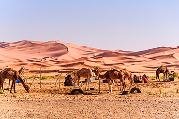 Nomads and camels gathered at makeshift desert camp with sweeping Erg Chebbi dunes in the background