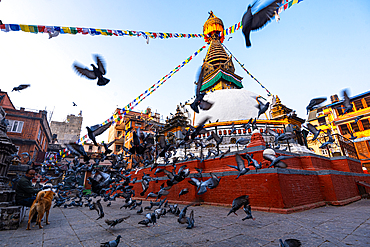 Pigeons flying around Kathi Swoyambhu Shree Gha Stupa with colorful prayer flags and early morning sunlight in Kathmandu