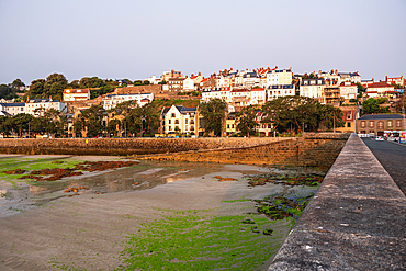 Coastal townscape with waterfront buildings and harbor at low tide with vibrant green seagrass on the beach in St Peter Port, Guernsey, Channel Islands.