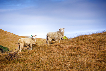 Two sheep graze on golden pasture overlooking the dramatic coastal headlands of Cape Farewell,Puponga Farm Park South Island, New Zealand.