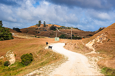 Black cows stands on a winding gravel road through the hills near Cape Farewell, Golden Bay, South Island, New Zealand.