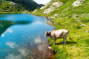 Cow in the Alps by a pristine turquoise blue mountain lake, Tschawinersee, Zwischbergen, Valais, Switzerland, Europe