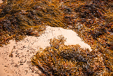 Close-up of Atlantic seaweed and tide-sculpted sand textures revealed on Plage du Mole near Saint-Malo capturing natural coastal patterns of Brittany