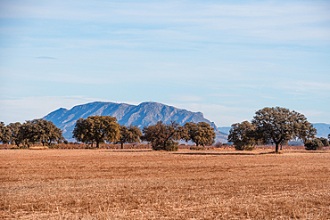 Open fields with scattered trees in the Gorafe Desert, set against the backdrop of an isolated mountain peak.
