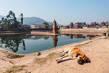 Sleeping dog in front in front of Bhajya Pukhu in Bhaktapur, Nepal, Asia