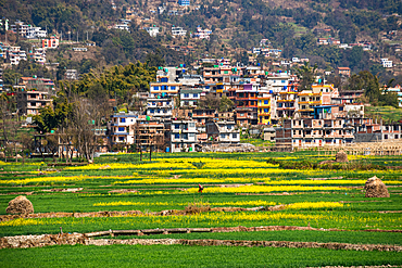 Agricultural rice and rape seed flowers and terraced agriculture in Nepal, Asia