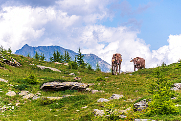 Cows on a green hill in front of alpine mountain, Alps of Italy and Switzerland, Europe