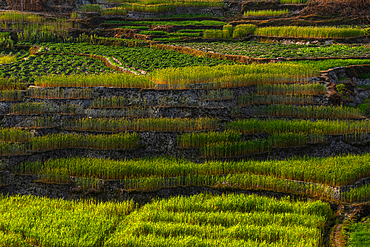 Tranquil scenery of lush green rice field on terraces, rural countryside, Nepal, Asia