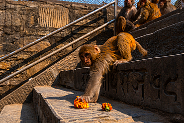 Rhesus monkey carefully grasping a marigold flower on stone stairs, Nepal, Asia