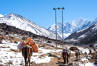 Mules carrying goods through an icy valley, near Kyanjin Gompa with Tserko Ri and Gangchempo on the horizon, Lang Tang Trek, Himalayas, Nepal, Asia