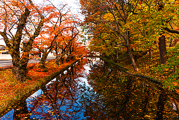 Colorful autumn foliage and leaves in the moat of Hirosaki, Honshu, Japan, Asia