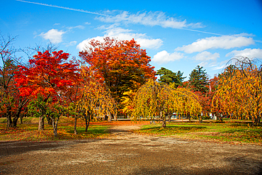 Vibrant orange and colorful autumn trees in the park of Hirosaki Castle, Hirsaki, Honshu, Japan, Asia