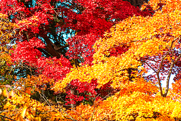 Colorful autumn foliage and leaves, Hinosaki, Honshu, Japan, Asia