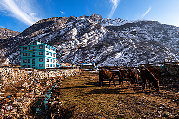 Turquoise mooutain lodge and pack mules, Lang Tang village, Himalayas, Nepal, Asia