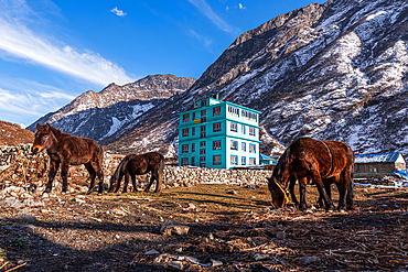 Pack horses in front of a turquoise mountain lodge with Lang Tang village in background, Himalayas, Nepal, Asia