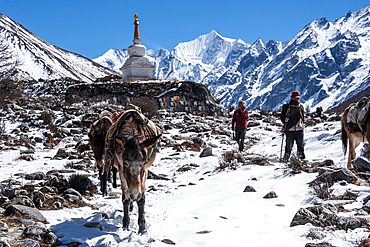 Herd of pack mules walking in front of a stupa with high altitude summits, Gangchempo, Kyanjin Gompa, Langtang Valley trek, Himalayas, Nepal, Asia