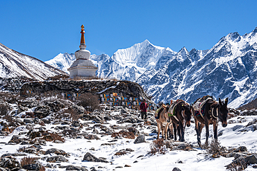 Herd of pack mules walking in front of a stupa with high altitude summits, Gangchempo, Kyanjin Gompa, Langtang Valley trek, Himalayas, Nepal, Asia