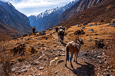 On the Trail with Pack Mules transporting gear in the Himalayas, Lang Tang Valley trek, Himalayas, Nepal, Asia