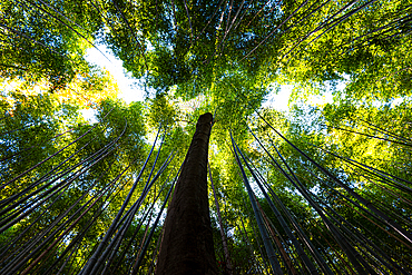 Bamboo grove, Kyoto, Honshu, Japan, Asia