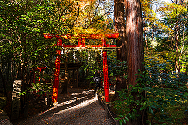 Red torii gate of beautiful Shinto shrine, Nonomiya Shrine, located in autumal forest in Arashiyama, Kyoto, Hoshu, Japan, Asia