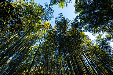 Bamboo forest of Arashiyama, Kyoto, Honshu, Japan, Asia