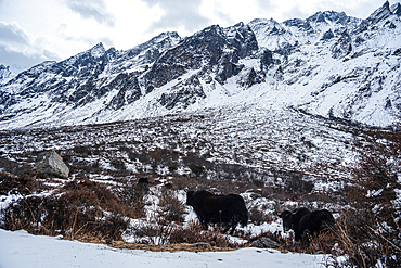 Two yaks walking through a snowy field, high altitude Himalayan mountain valley in Kyanjin Gompa,Langtang Trek, Himalayas, Nepal, Asia