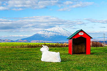 Green grass with a white goat named Yuki sitting next to its red hut and beautiful volcanic panorama of snowy volcano, Yotei-zan, Hokkaido, Japan, Asia